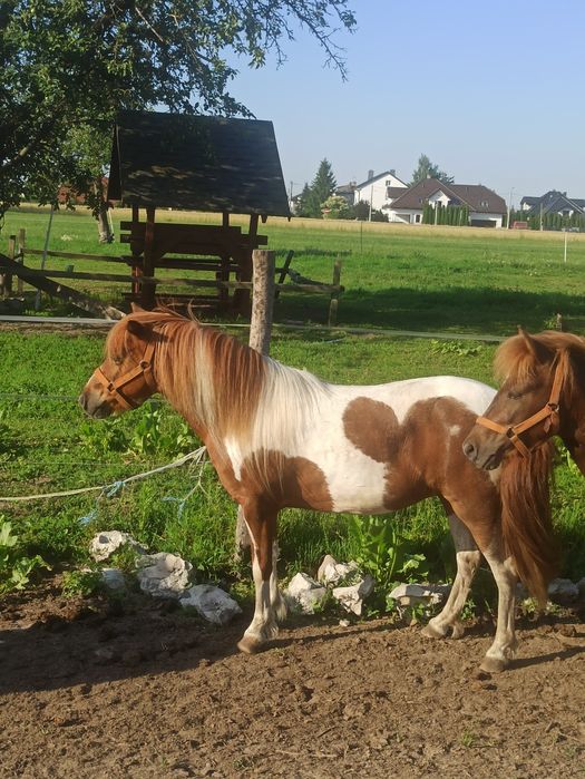 Kucyki, klacze, ogierki,