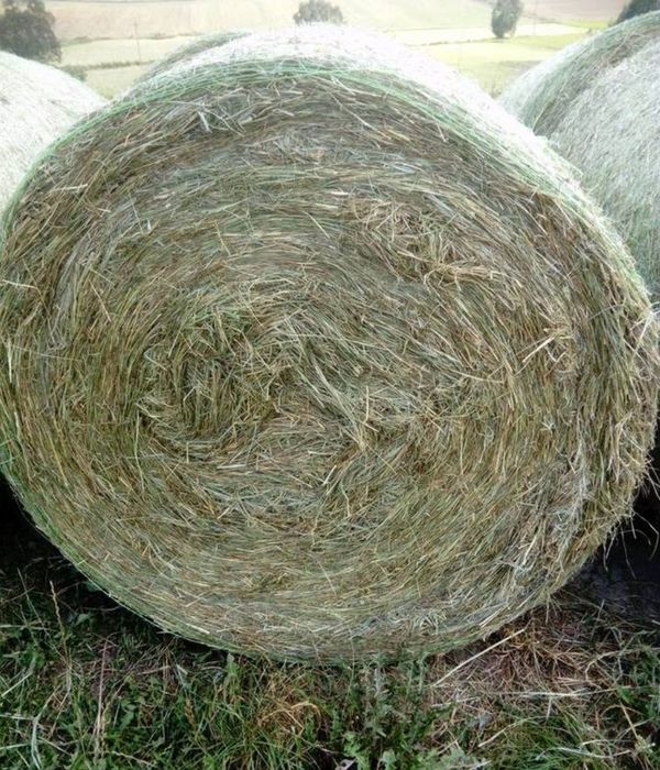 Siano pierwszy I drugi pokos 500szt.  Pogodne idealne dla krów