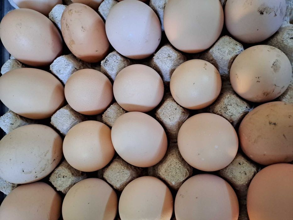 Jaja wiejskie jajka kurze z wolnego wybiegu