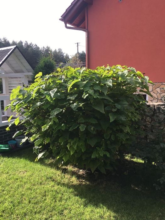 Katalpa NANA catalpa SURMIA 1.5 m wysokości