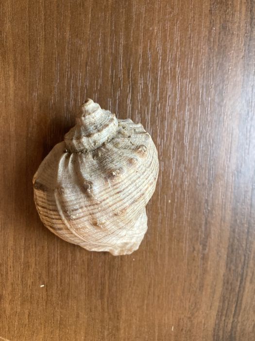 Ракушки морские в аквариум