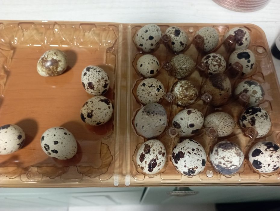 Інкубаційне яйцо Техас, Фараон , Смокінгові, Фенікс