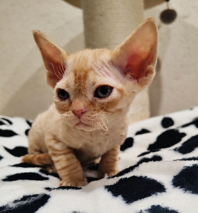 Devon rex kocurek