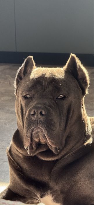 Вʼязка кане-корсо шукаєм дівчинку