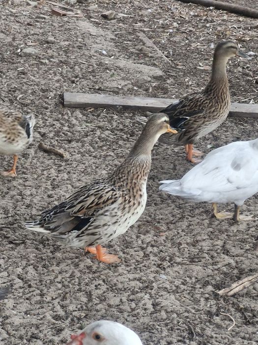 Patos reais ( bravos)
