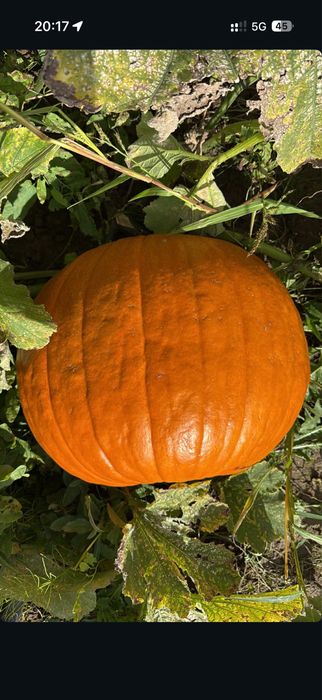 dynie hallowenowe