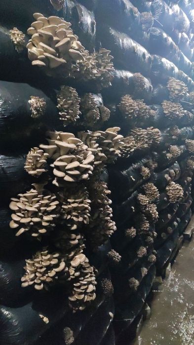 Мицелий вешенки м-8 зимний.