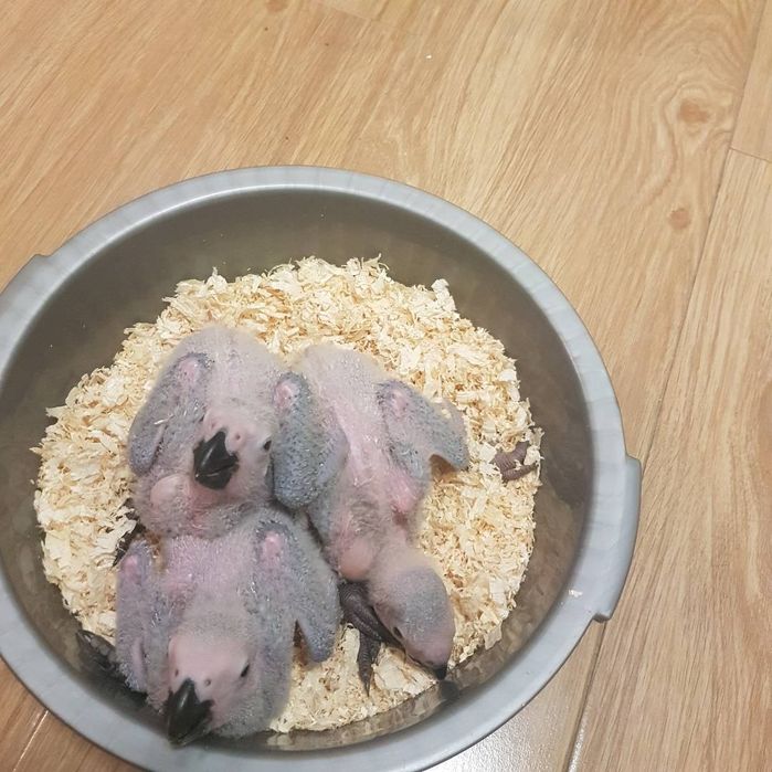 Papagaios cinzento