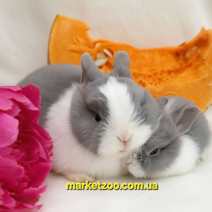Мини кролики карликові карликовые міні mini netherland dwarf rabbit бл