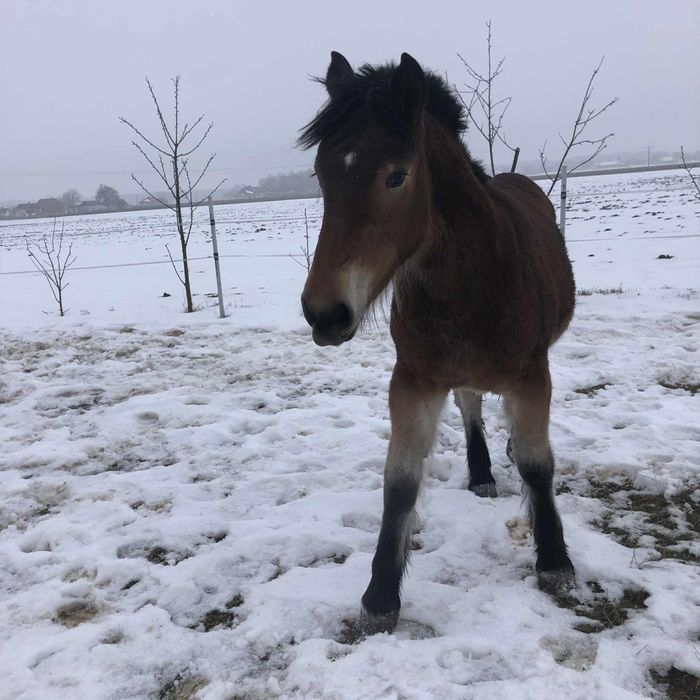 Źrebica zimnokrwiste