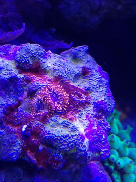 Zoanthus  premium fluo pomarańczowe