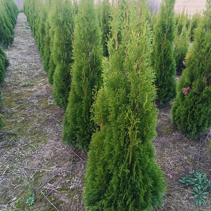 Tuja szmaragd wysokość od 80-100 cm