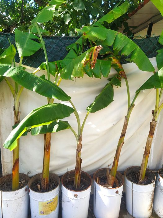 Bananeira envasada p venda