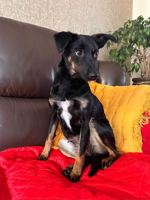 Tami - mała psia dziewczynka szuka domu!