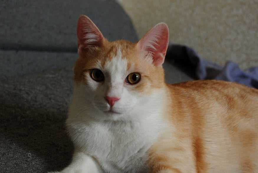 Лисик в поиске любящей семьи!