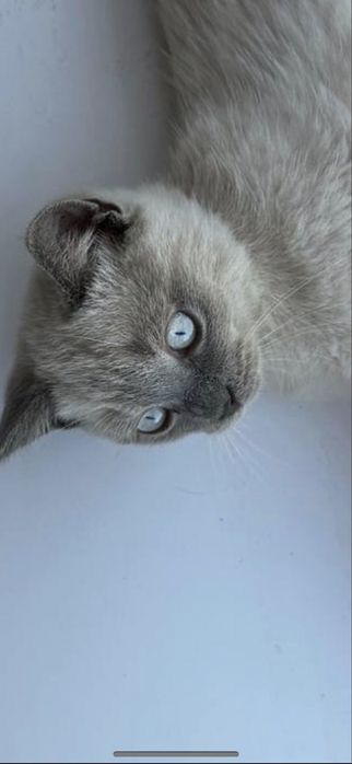 Кошенята Блю Поинт