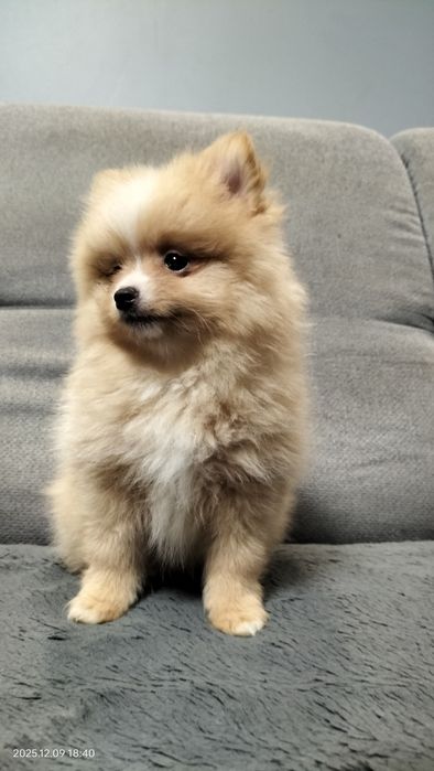 Rudy piesek szpic miniaturowy