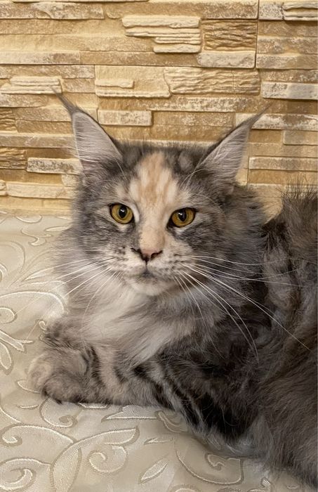 Мейн кун дівчинка