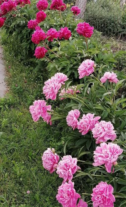 Піон розовий вишневий білий