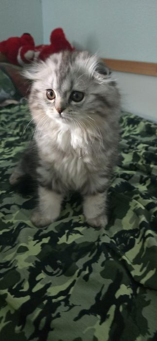 Gata Scottish Fold