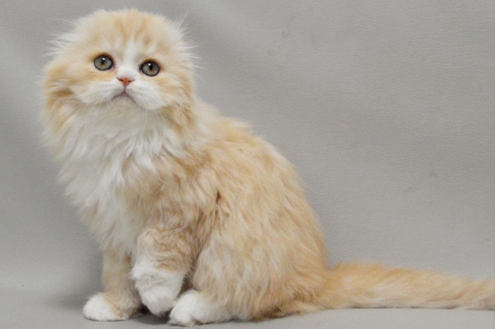 Шикарна шотландська висловуха дівчинка з відмінним родовідом