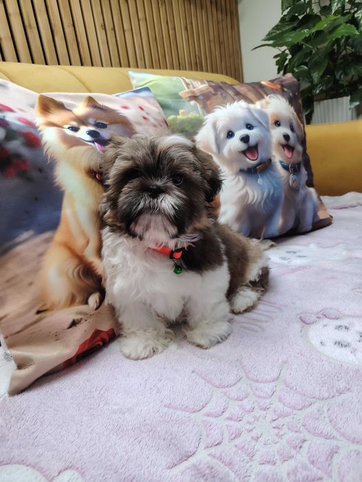 Uroczy piesek shih- tzu