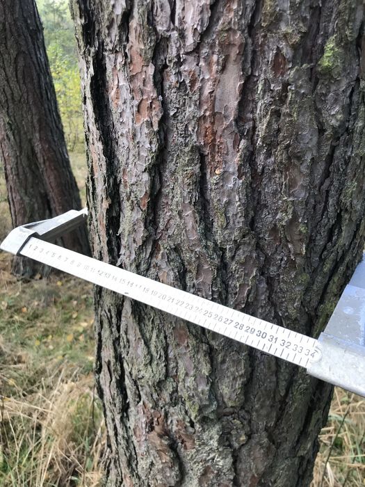 Sosna tartaczna, kłoda