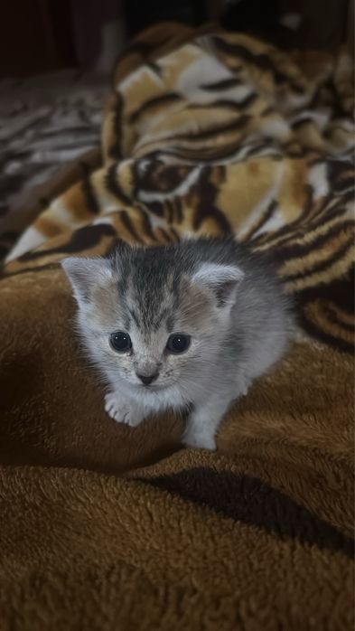 Котик хлопчик 1 місяць