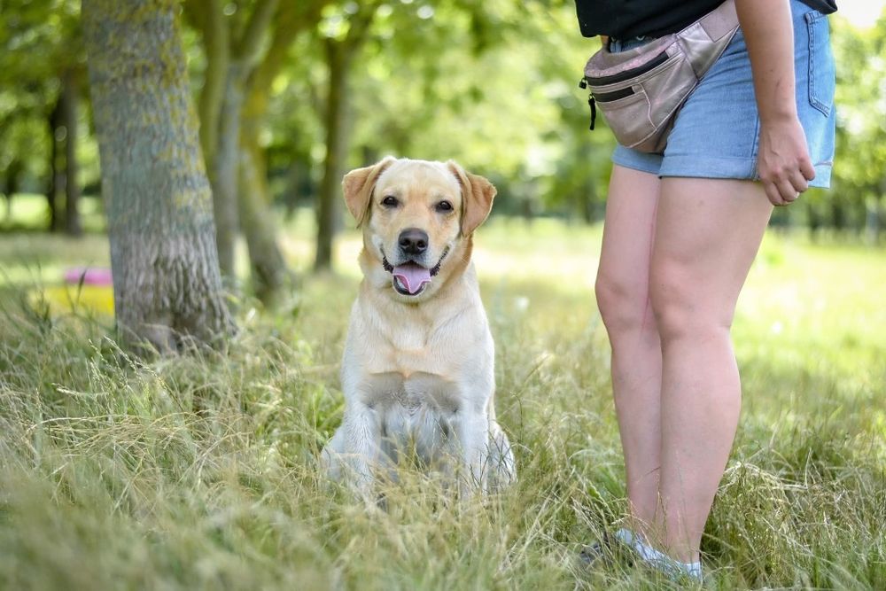 2 letni psiak w typie labradora szuka kochajego Domu!