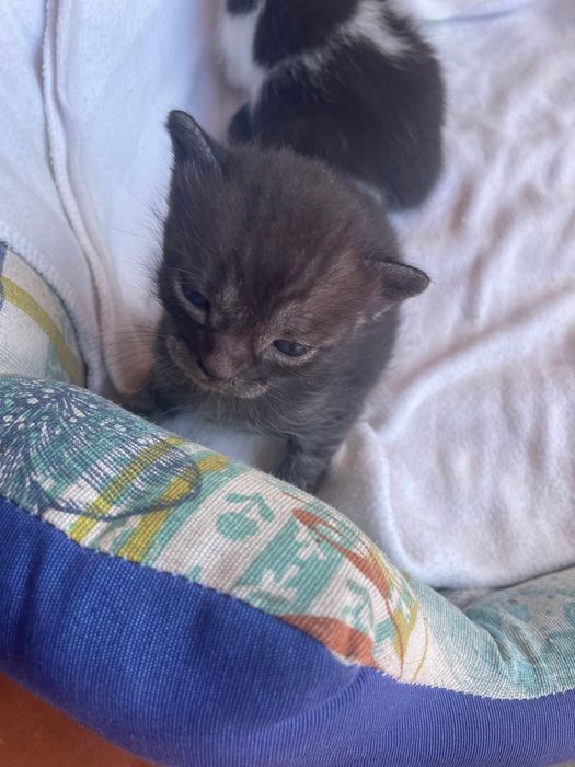 Dou gatinhos bebés que nascem no final de julho