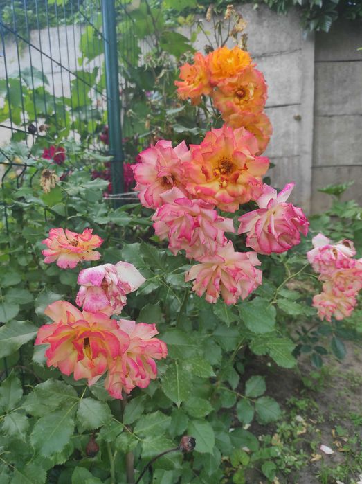 Продам два куща роз