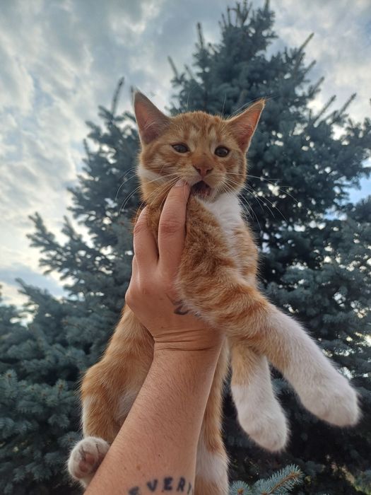 Отдам в добрые руки