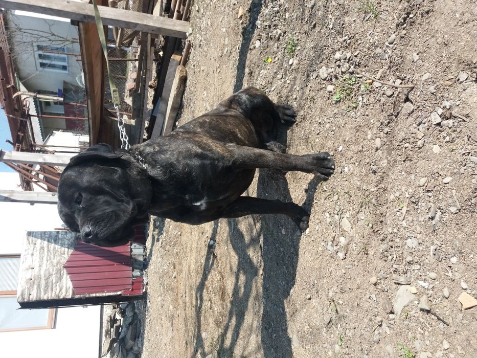 Кане корсо в'язка