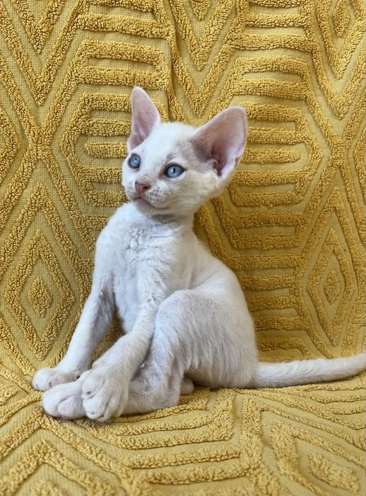 Кошенята Девон Рекс