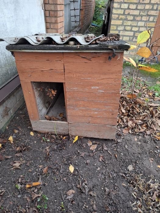 Буда для  собаки