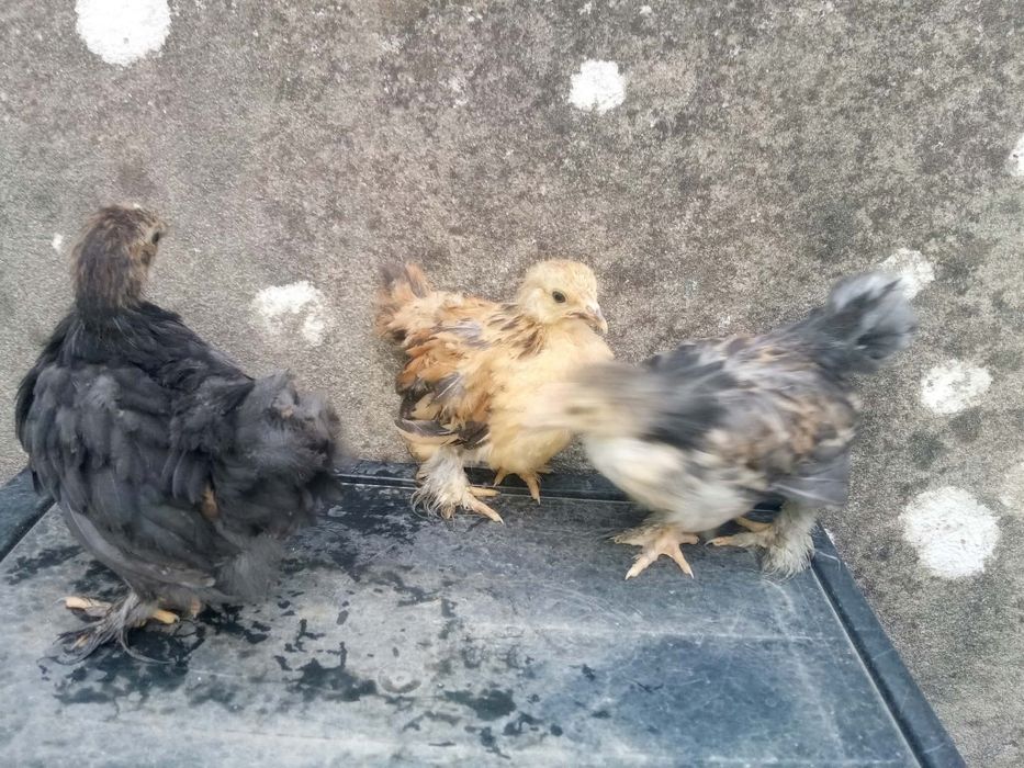 Pekins Várias Mutações