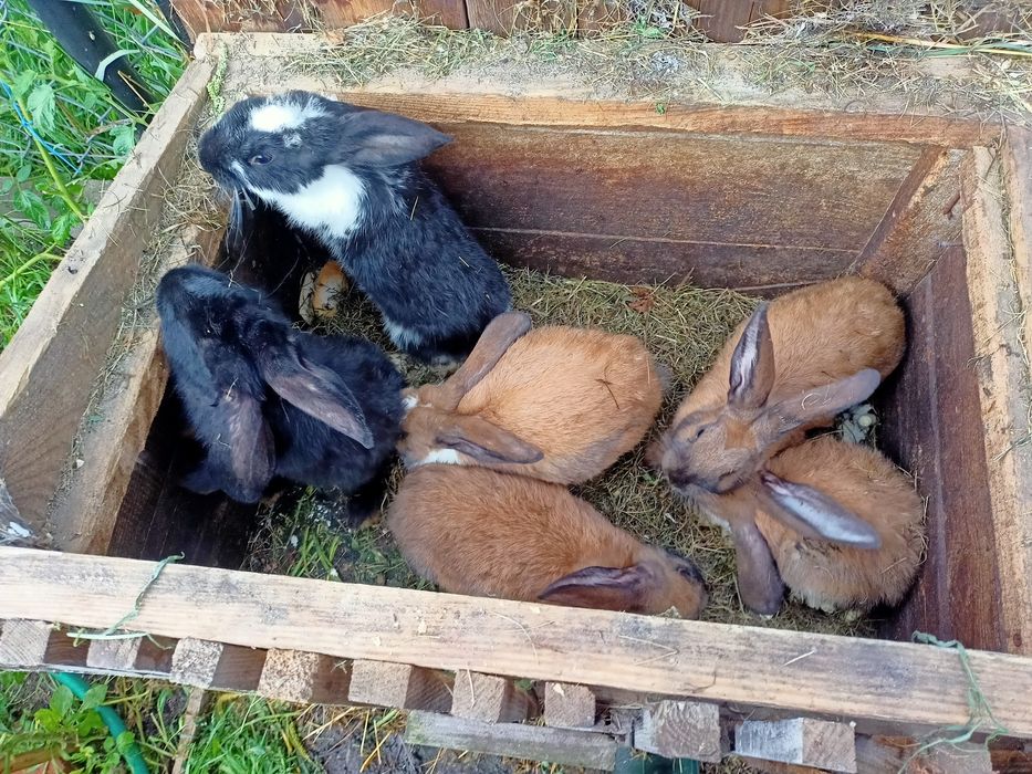 Witam. Sprzedam Króliki