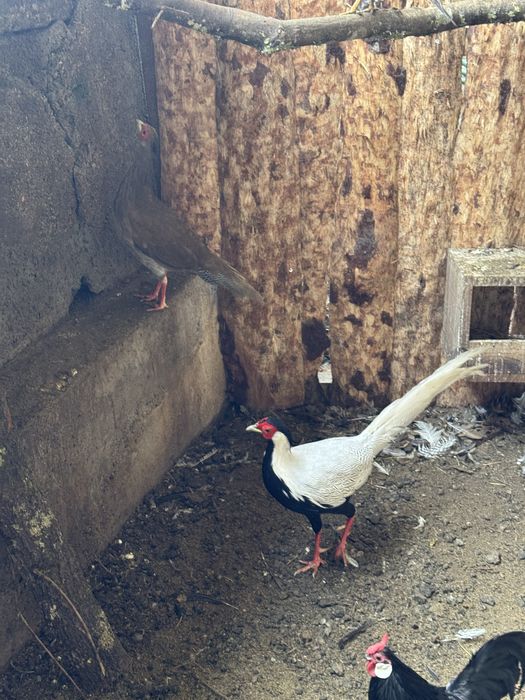 Faisoes dourados e prateados