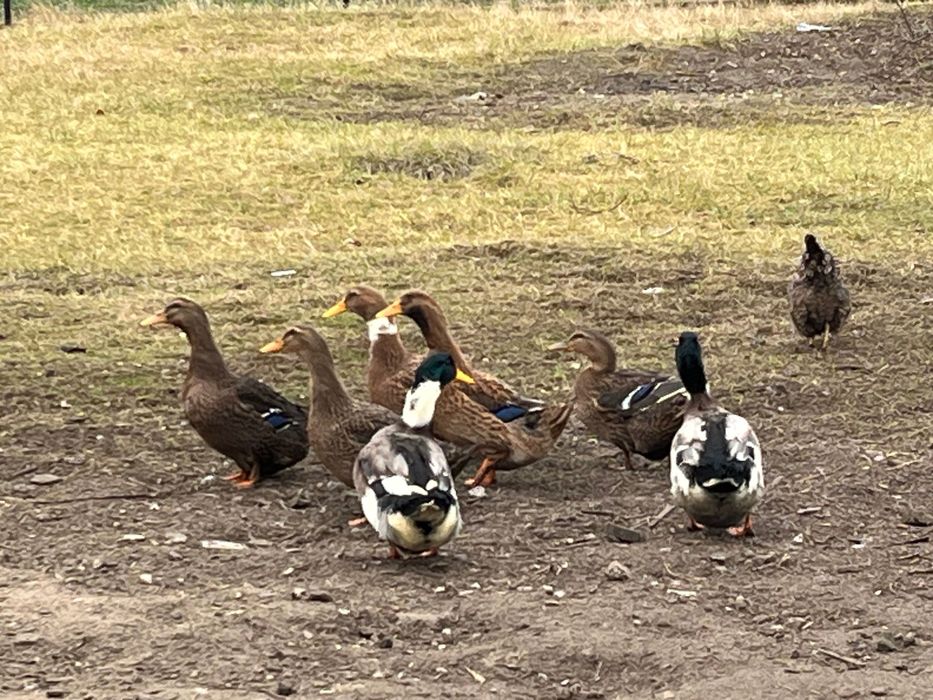 Kaczki staropolskie