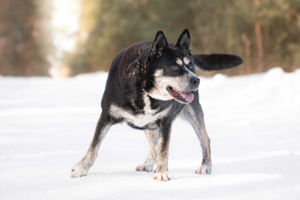 towarzyska i przytulaśna ANSIMA