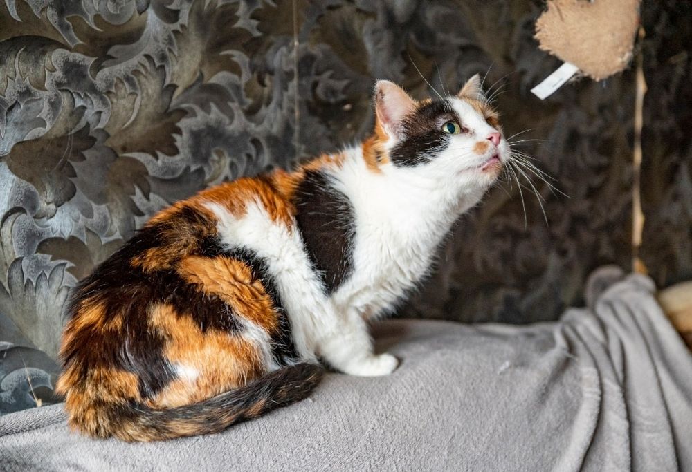 Отдам даром в добрые руки трехцветную кошечку