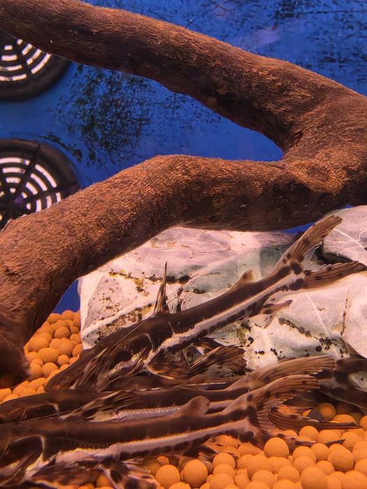 Cachara (Pseudoplatystoma Fasciatum)