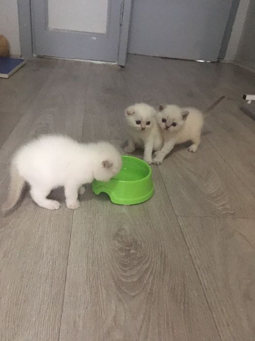 Вязка скоттиш - фолд !
