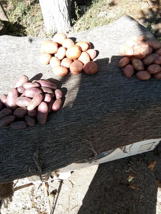 Продам домашню картоплю