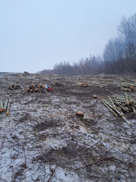 Darmowa wycinka drzew lasow samosiejek czyszczenie dzialek mulczer