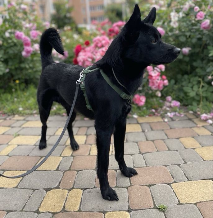 Кінолог . Дресирування собак любої породи