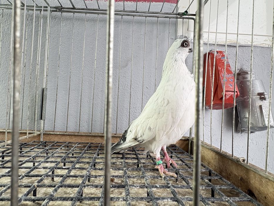 Szeki gołębie ozdobne