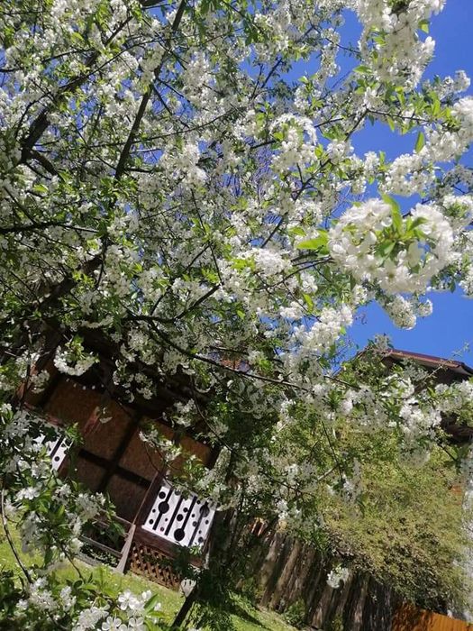 Відпочинок в Яремче недалеко до центру