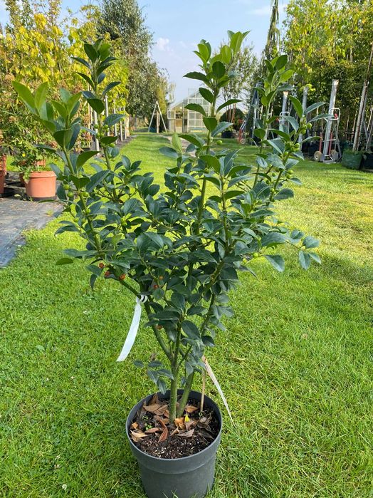 Ostrokrzew Meserva HECKENFEE 80-100 cm