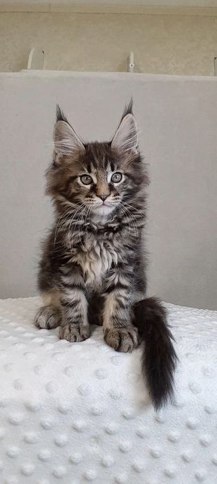 Xлопчик , ось він — та сама мрія,